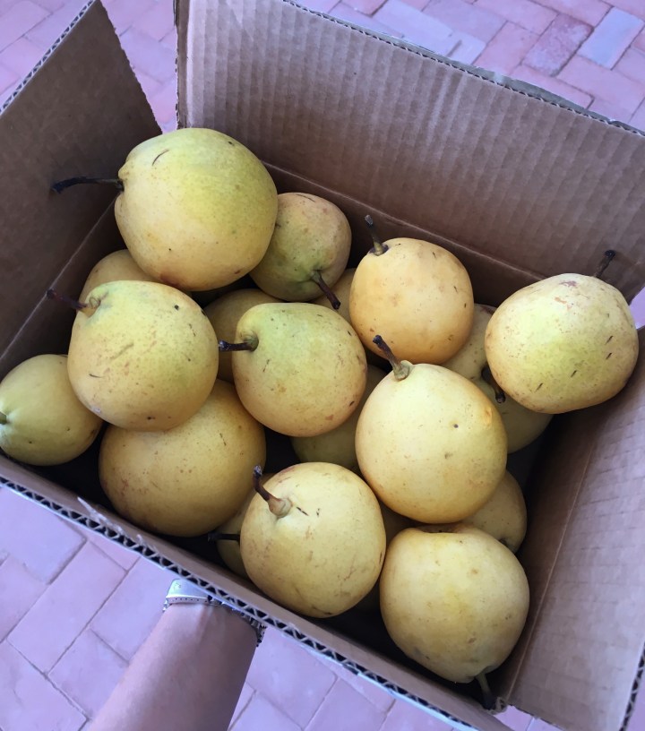 One of the boxes of Asian pears we were gifted by neighbors.