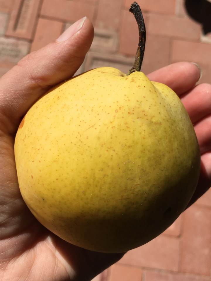 One of the larger Asian pears.