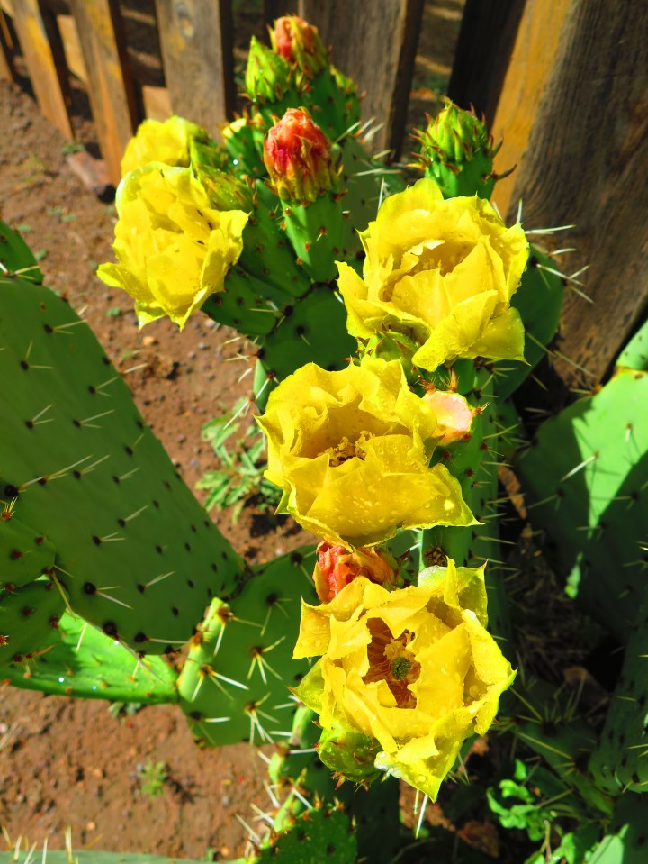 A Prickly Pear cactus in bloom.