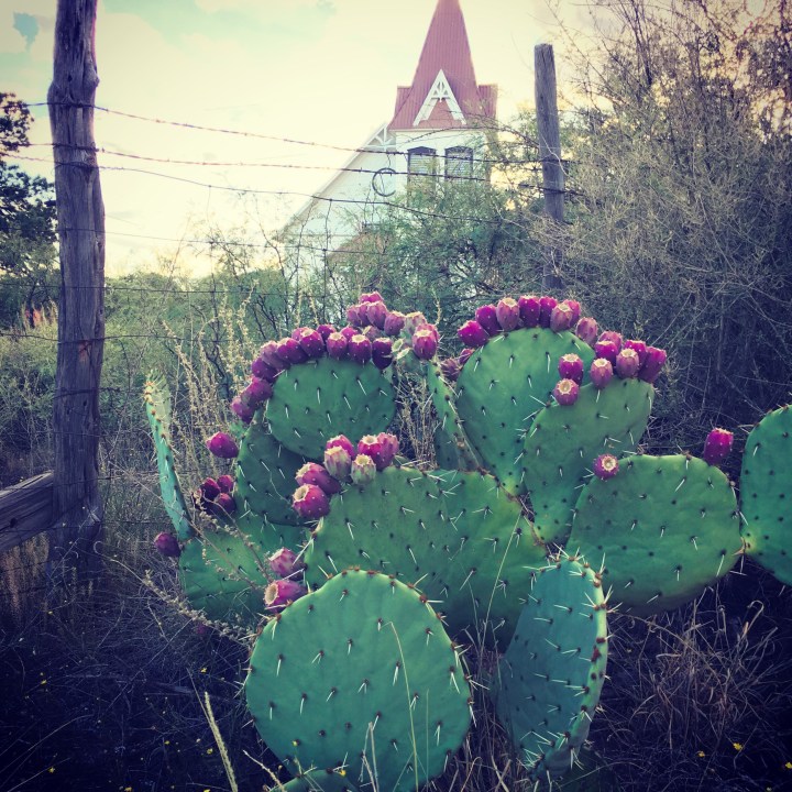 Prickly Pear growing wild in Fort Davis.