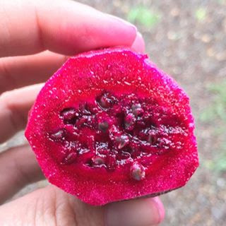 The inside of a Prickly Pear fruit - also known as a 'tuna' - gives your culinary dishes this bright color and flavor.