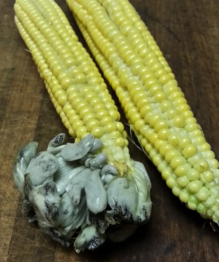 This was not what I expected on an organic ear or corn, but learned to appreciate the delicacy of the fungus.