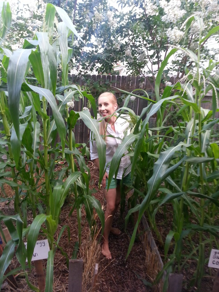 Yes, you can grow corn in a suburban backyard.