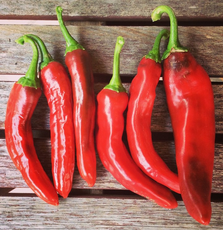 These are from my first batch of peppers - they were green before they turned red.