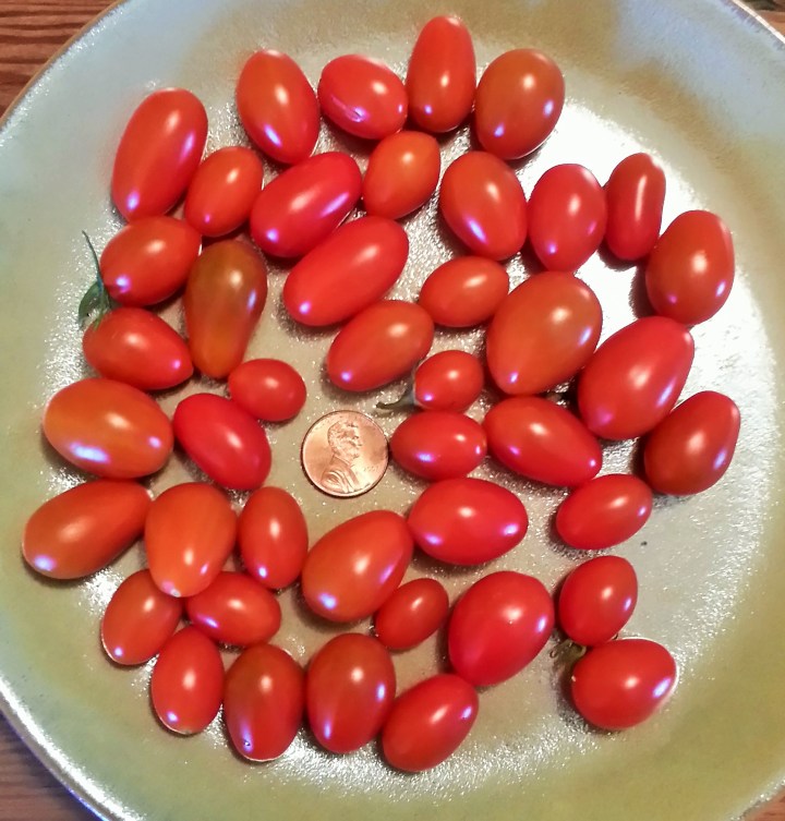 A daily harvest in the peak of my tomato-growing days.