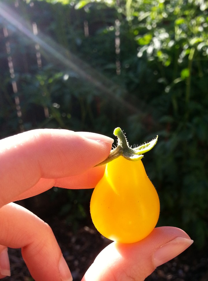 The very first of my Heirloom Yellow Pear Tomatoes... hundreds followed.