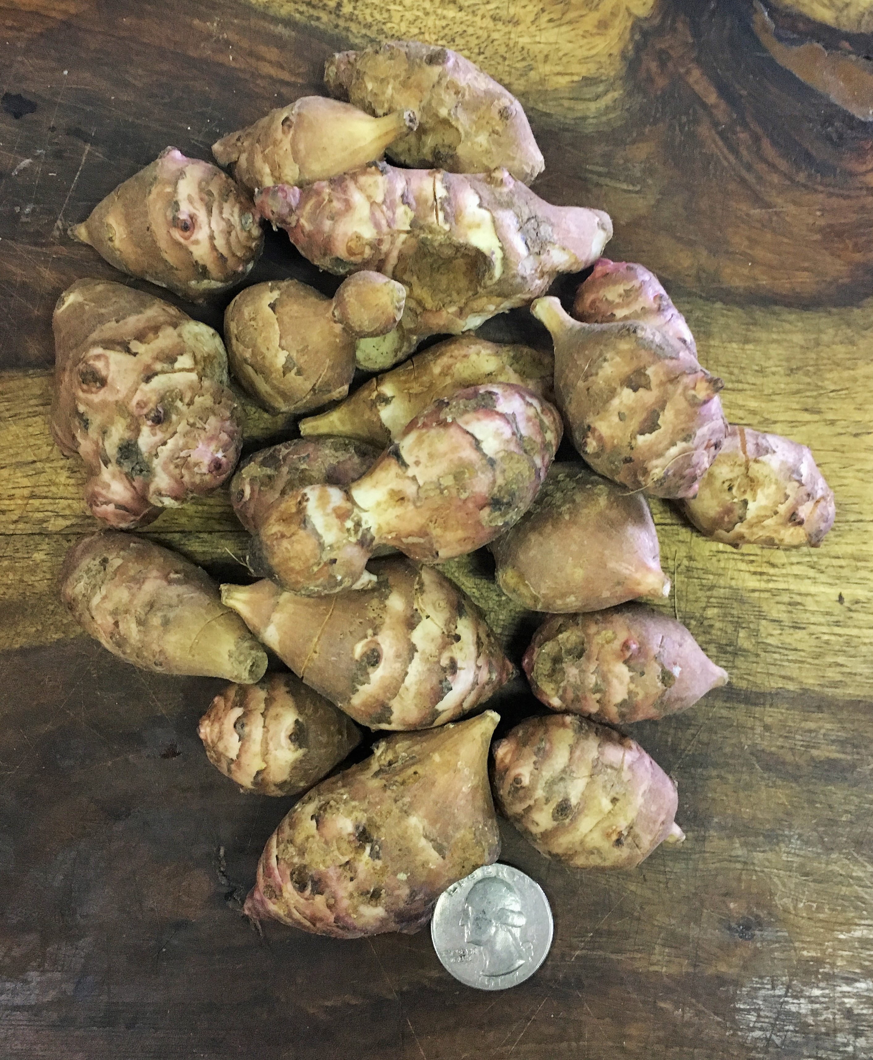 Jerusalem Artichokes, also known as sunchokes, with a quarter for size reference.