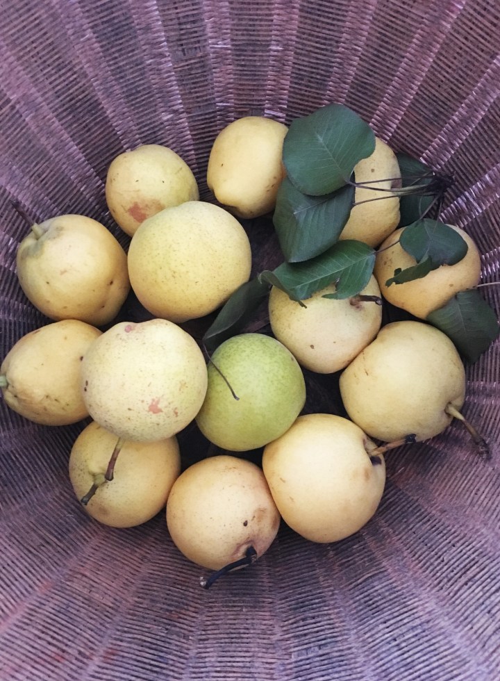 The Asian pears are so sweet and delicious.