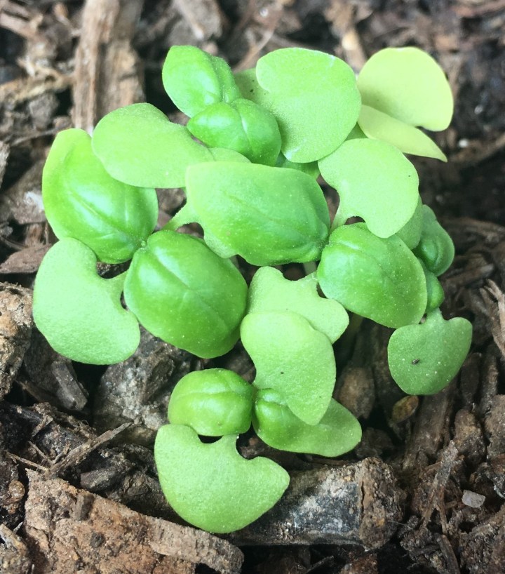 Basil seedlings are smaller than they appear in this photo.