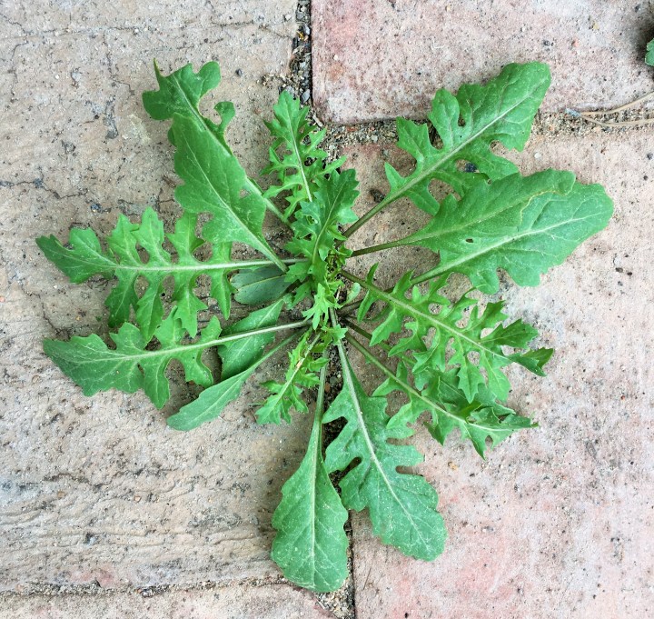 I probably harvested a pound of these invasive, tasty greens from our patio.