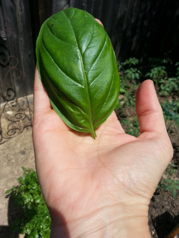 One leaf from my basil plants of the past nearly filled my hand.