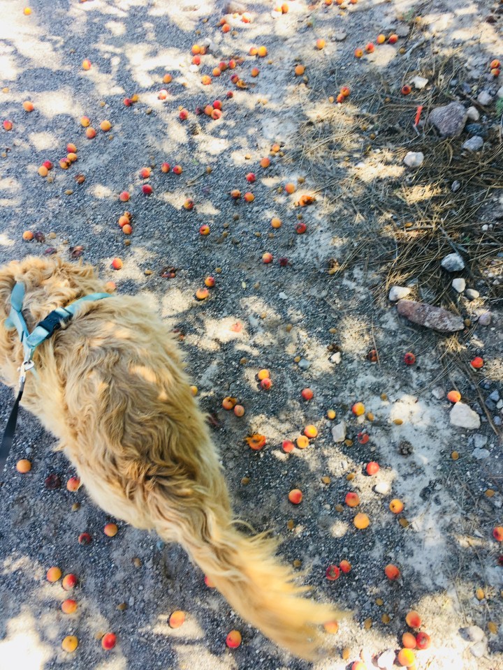 The dog and I were pretty sure no one was coming to pick these up.