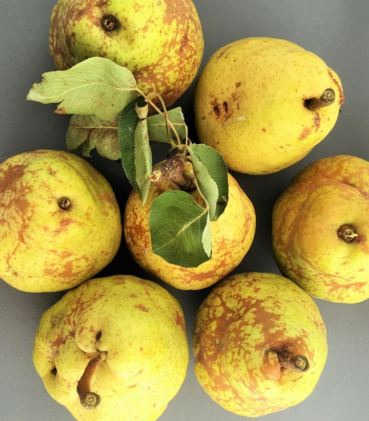 Not the prettiest pears but certainly the tastiest.