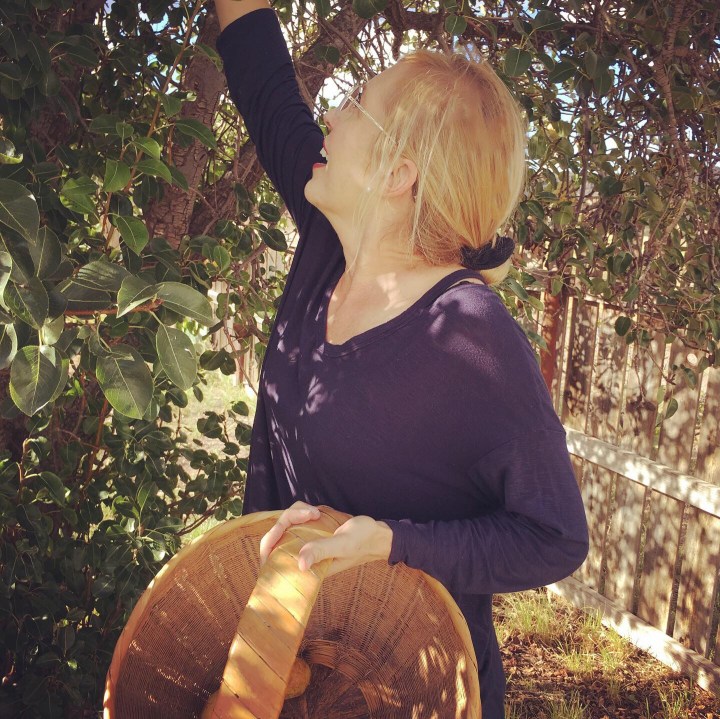 Pear pickin' is fun stuff.