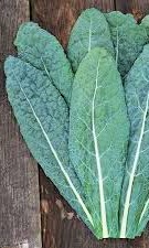 Lacinato kale