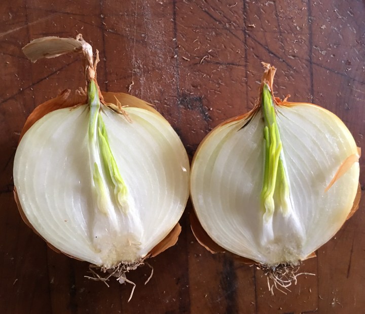 Inside of the sprouted onion.