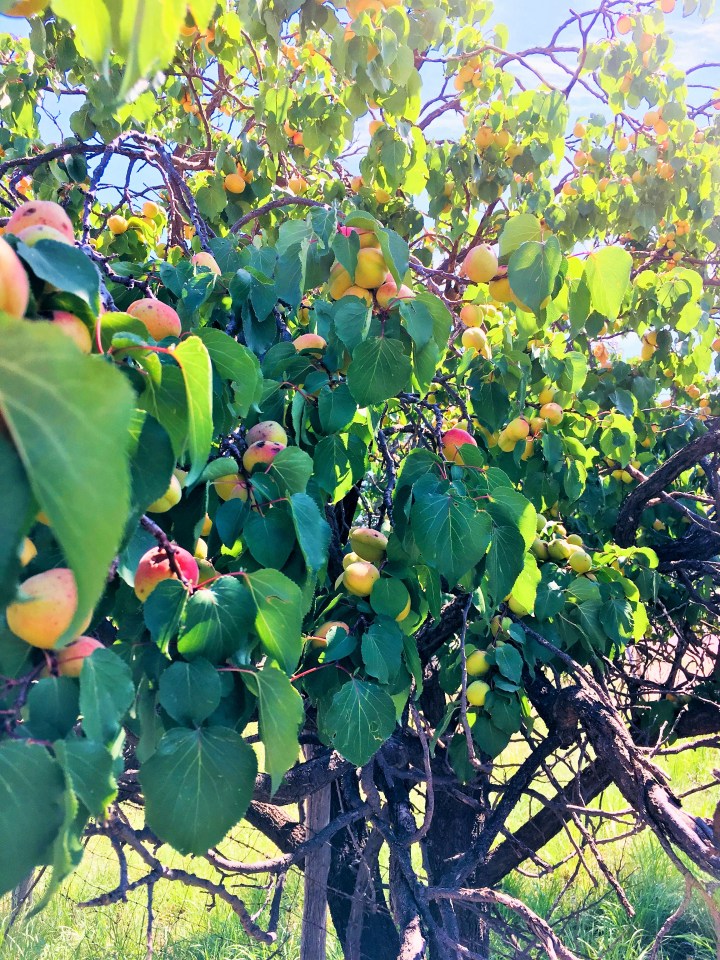 An apricot tree, growing on an abandoned property.