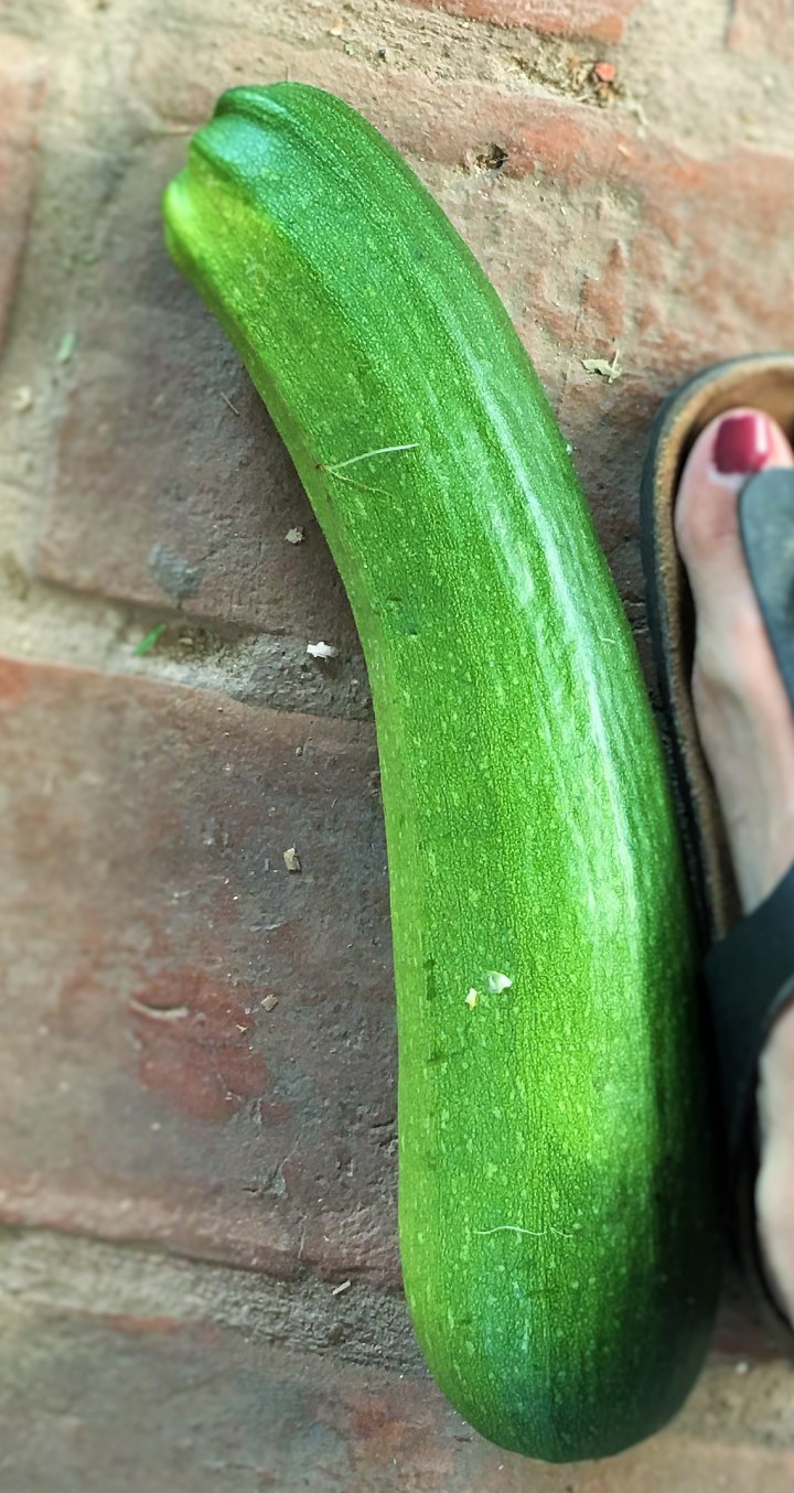Size 6.5 foot for scale - this one was baked into delicious bread.